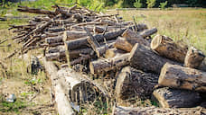 В Детском парке Орла планируют вырубить 163 дерева