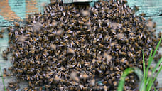 На Белгородчине ущерб от гибели пчел возрос почти до 58 млн рублей