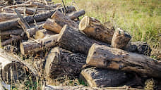 В воронежском «Северном лесу» приостановлена вырубка почти тысячи аварийных деревьев