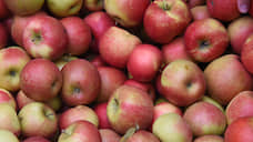 В Тамбовской области собрали более 12 тыс. тонн яблок