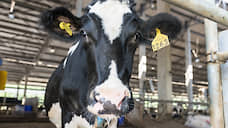 «Курск-молоко» готово погасить долги в 2020 году