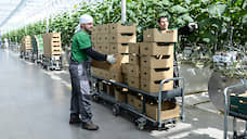 За три месяца в Липецкой области собрано 36 тыс. тонн тепличных овощей