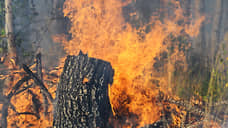 Пожары в Воронежской области охватили больше 50 га леса