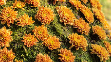 Белгородские продавцы цветов просят разрешить им торговлю