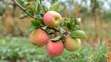 Липецкий «Агроном-сад» планирует увеличить сбор яблок в 2020 году