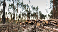 По факту вырубки деревьев в «Северном лесу» Воронежа возбуждено уголовное дело