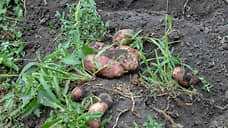 Опытная картофельная станция в Липецкой области продается за 648 млн рублей