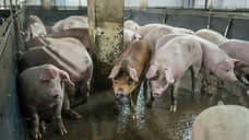 В Курской области из-за АЧС могут уничтожить свыше 20 тыс. свиней