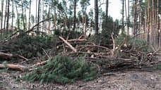 В Курской области за год выявлено девять незаконных рубок лесов
