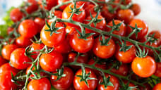 На поле орловского тепличного комплекса «Экопродукт» введен карантин по томатной моли