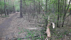 7 га лесного фонда под Воронежем изъяли из частной собственности в пользу государства