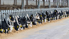 «Агроэко» готовится запустить молочный комплекс за 6 млрд в Воронежской области