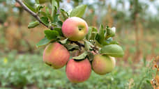 ВТБ отсудил у воронежского производителя яблок 142 млн на фоне ликвидации