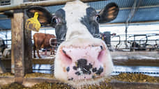 Животноводческий комплекс за 280 млн рублей продают в Воронежской области