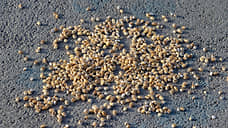 Орловская и Курская области нарастили сбыт растительной продукции в КНР на 66%