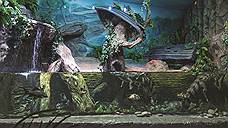 Воронежский океанариум — живая школа наук