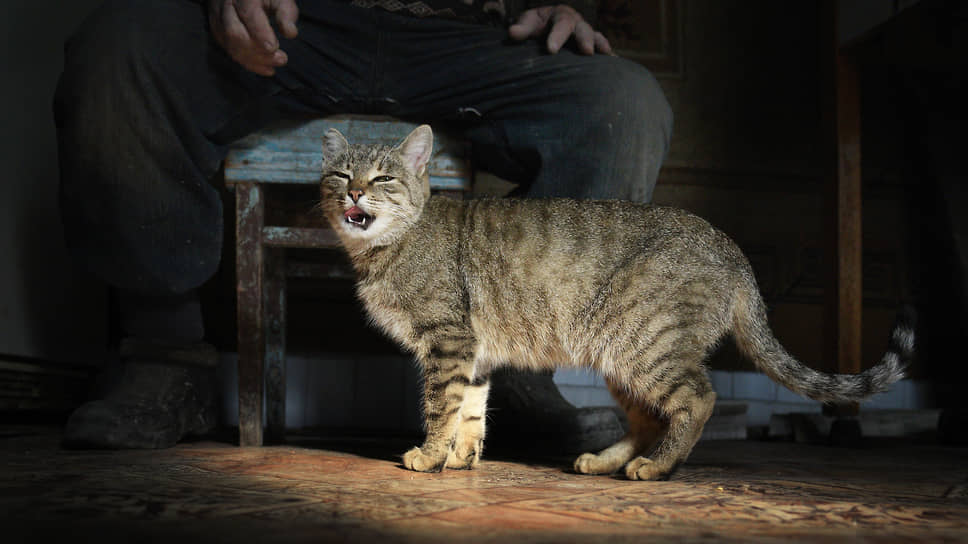 Зевающий кот