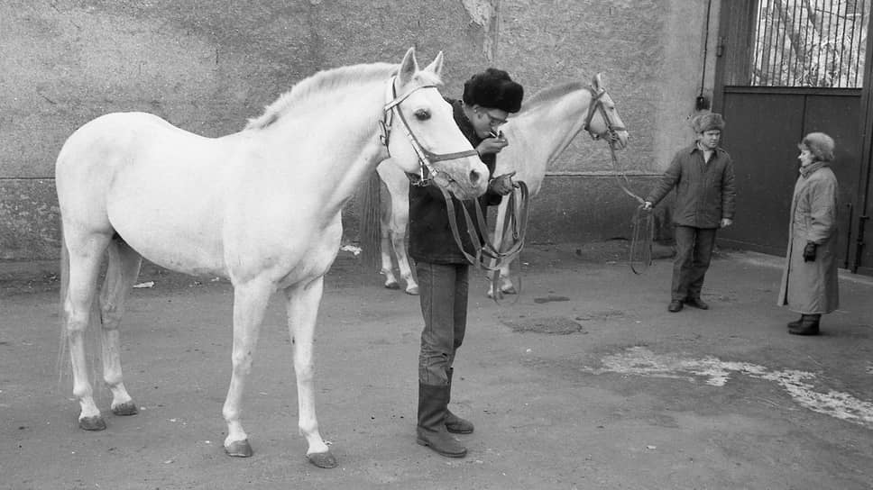 Цирковые лошади на прогулке на заднем дворе воронежского цирка.  Декабрь 1992 года