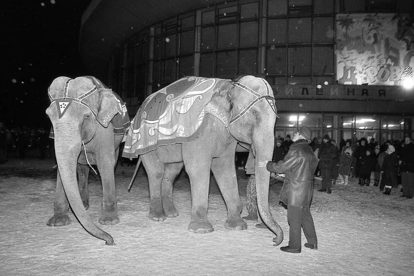 Слоны Терезы Дуровой на прогулке перед зданием воронежского цирка. Декабрь 1997 года