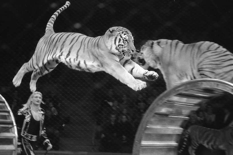 Эдгард Запашный во время представления с тиграми в воронежском цирке