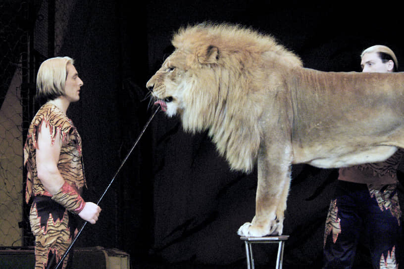Аскольд Запашный во время представления кормит льва