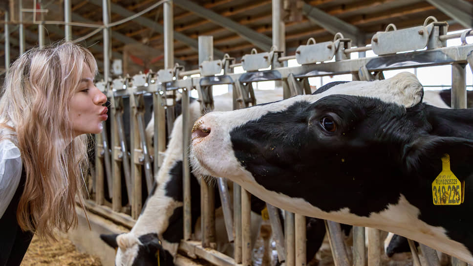 Корреспондент фотографируется с коровой во время пресс-тура на молочной ферме в Воронежской области