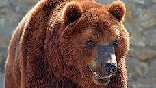 За напавшим на ярославца медведем установлена слежка