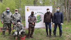 В Ярославской области высадили более 100 тысяч елей