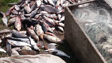 В Ярославской области задержан браконьер с уловом в 400 рыб