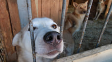 В Ярославской области отловом бездомных собак займутся москвичи