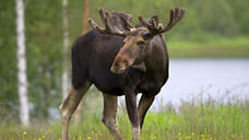 В лесах Ярославской области обитает около 300 видов животных