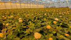 Ярославские цветоводы к 8 марта вырастили 3 млн тюльпанов и лилий