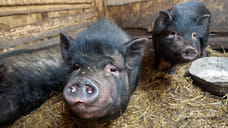 Под Ярославлем обнаружен очаг африканской чумы свиней
