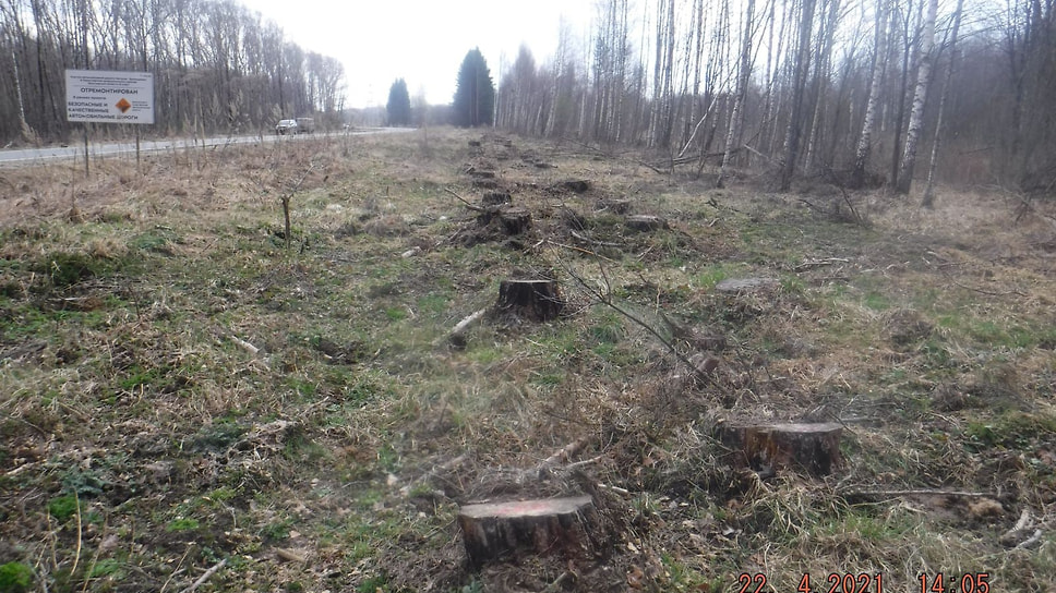 Вырубленные деревья на дороге Нагорье - Берендеево