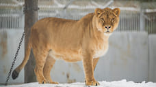В Ярославском зоопарке умерла львица
