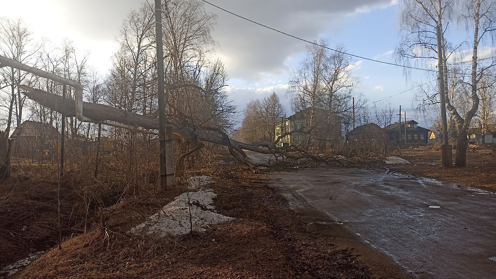 Упавшее в Тутаеве дерево