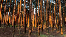 В Ярославской области запретили посещение лесов