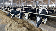 Ярославские сельхозпредприятия произвели продукции на 70 миллиардов рублей