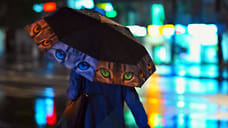 Дожди в Ярославле задержатся до выходных