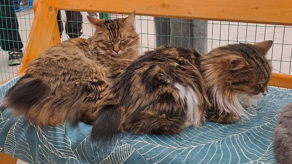 Кошачий зоопарк в Рыбинске