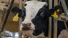 Ярославским лже-фермерам вынесли приговор за мошенничество с грантом