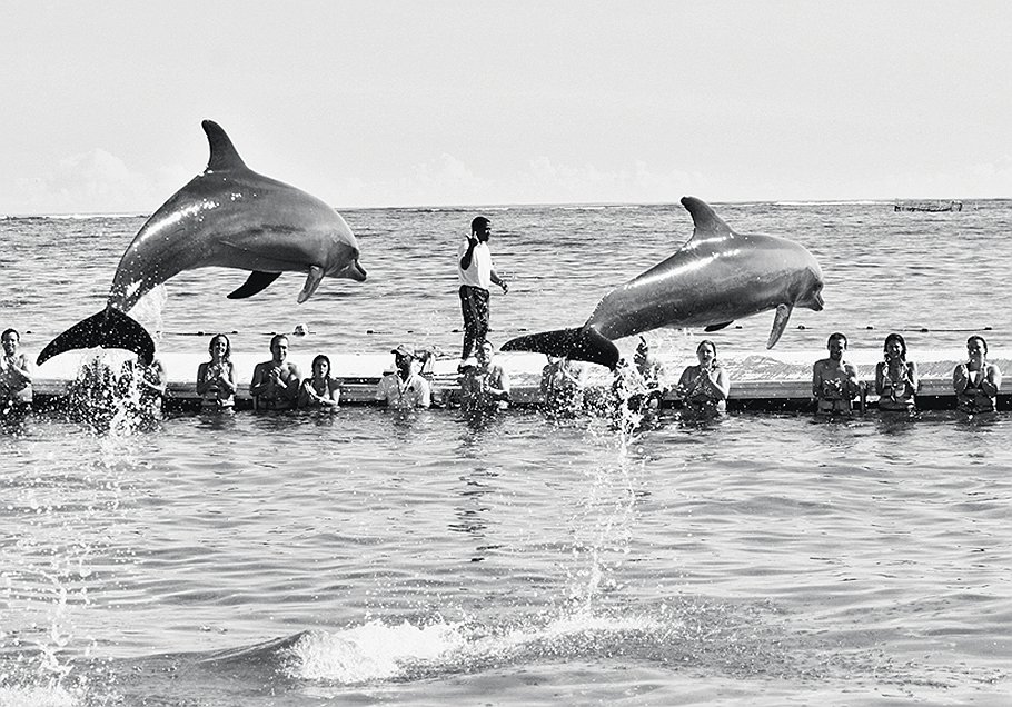 &lt;B>Дельфины, вперед&lt;/B>&lt;br>ООО &quot;Приморский дельфинарий&quot; в 2011 году продал в Китай дельфинов почти на $900 тыс. 