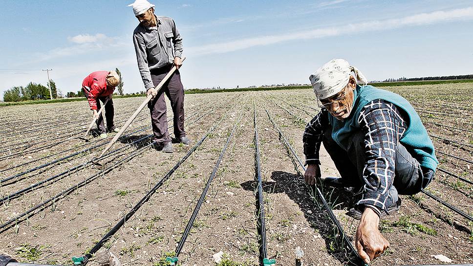 По капле. Крымские фермеры устанавливают оросительную систему. В искусственном орошении нуждаются 70% местных земель 
