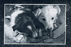 Но первыми космос осваивали собаки