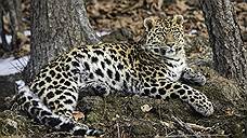 Истории из жизни дальневосточных леопардов