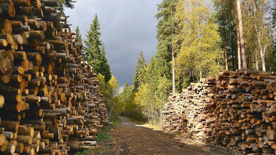 &quot;Стратегия-2030&quot; предполагает, что лесозаготовка вырастет в 1,5 раза, производство пиломатериалов — в 2,3 раза