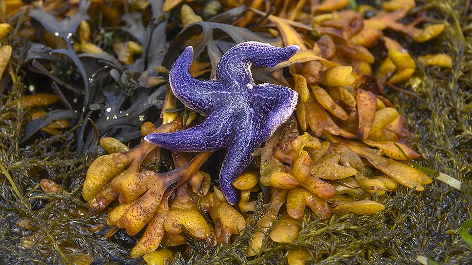 Кадры из фотокниги &quot;Неизведанная Сибирь&quot;, снятые во время экспедиций Natura Siberica 
