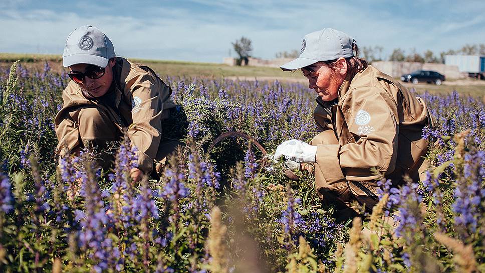 Сотрудничество с Natura Siberica обеспечивает местных жителей постоянной работой с достойной оплатой труда 
