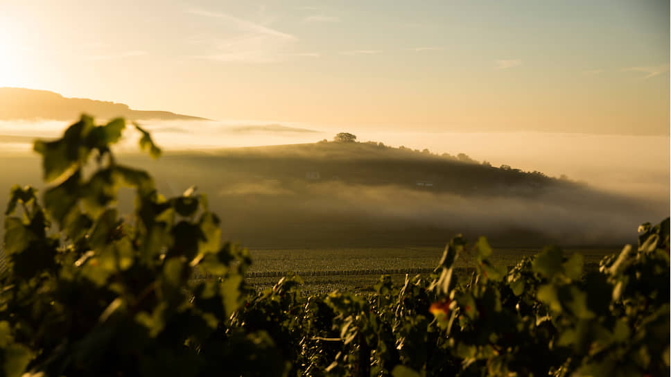 Вид на виноградник Dom Perignon 