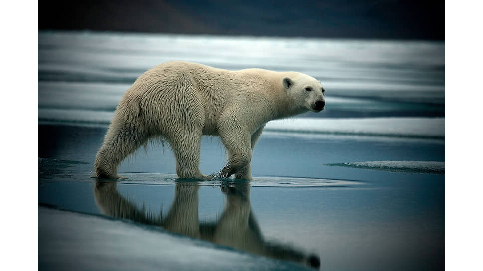 Фотография полярного медведя из серии «Арктика: исчезающий север». Себастьян Коупленд 